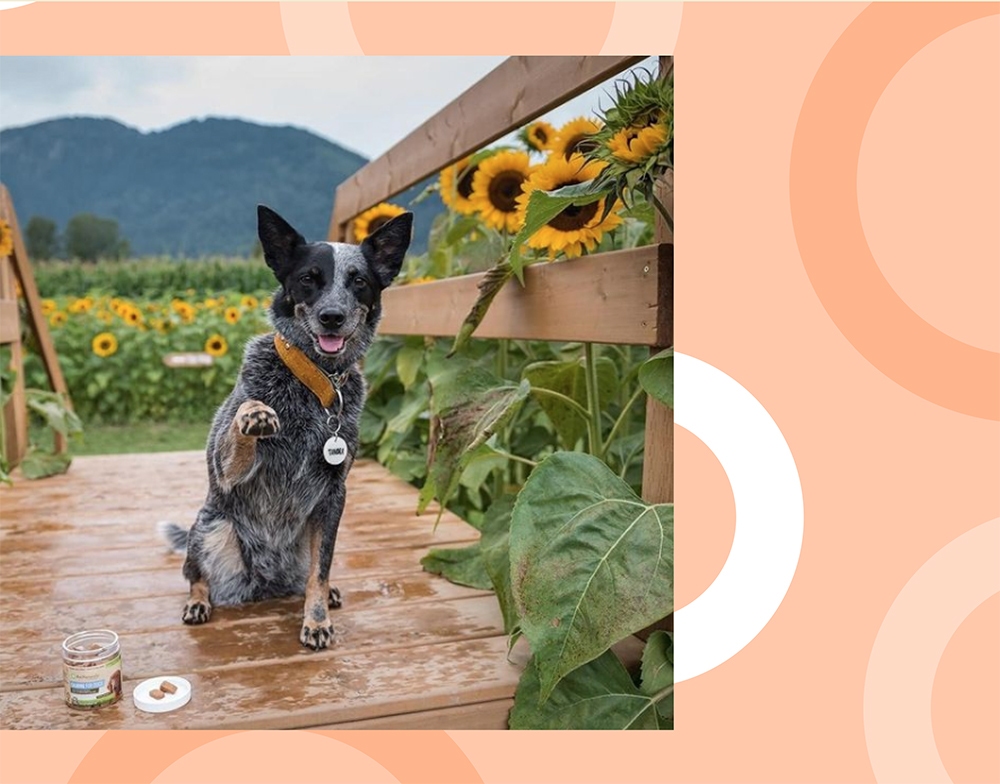 Tundra the Heeler Tundra the Heeler